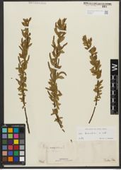Foto von Salix triandra subsp. triandra L.